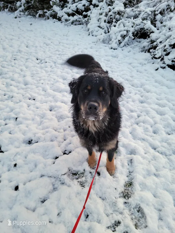 Golden Mountain Dog, a  Bernese Mountain Dog and Golden Retriever for sale in Calhan, CO – Photo 1 of 10