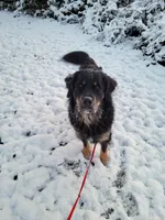 Golden Mountain Dog, a  Bernese Mountain Dog and Golden Retriever for sale in Calhan, CO – Photo 1 of 10