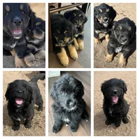 Golden Mountain Dog, a  Bernese Mountain Dog and Golden Retriever for sale in Calhan, CO – Photo 2 of 10