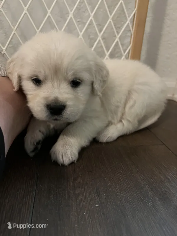 Exchange, a female English Cream Golden Retriever for sale in Calhan, CO – Photo 1 of 2