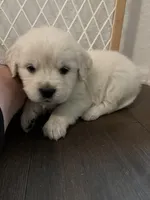 Exchange, a female English Cream Golden Retriever for sale in Calhan, CO – Photo 1 of 2