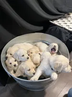 Exchange, a female English Cream Golden Retriever for sale in Calhan, CO – Photo 2 of 2