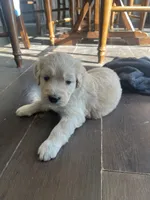 Chimera, a female Poodle - Standard  and Golden Mountain Dog for sale in Calhan, CO – 2 of 4