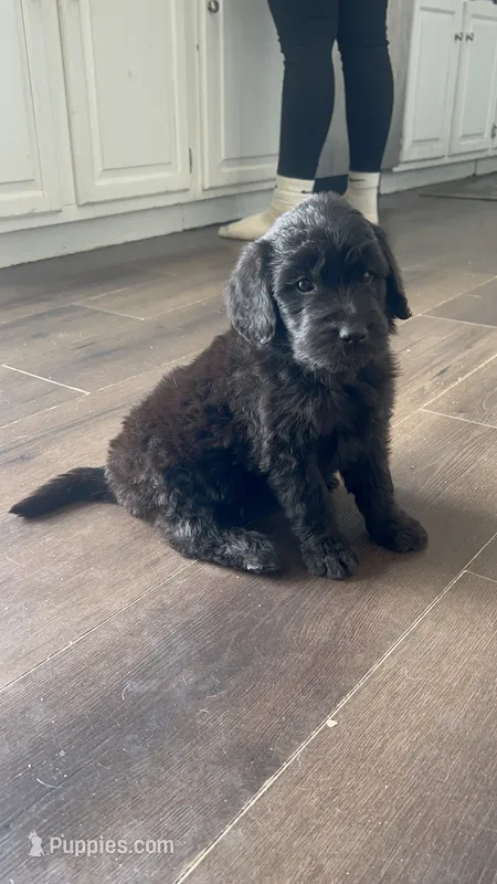 King – Goldendoodle puppy for sale in Calhan, CO