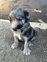 Werewolf, a male Poodle - Multi-Colored Standard and Golden Mountain Dog for sale in Calhan, CO – 3 of 4