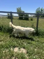 Winston - CHIC, a male Golden Retriever and English Cream Golden Retriever for sale in Calhan, CO – Photo 3 of 9