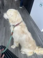 Winston - CHIC, a male Golden Retriever and English Cream Golden Retriever for sale in Calhan, CO – Photo 8 of 9