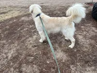 Winston - CHIC, a male Golden Retriever and English Cream Golden Retriever for sale in Calhan, CO – Photo 7 of 9