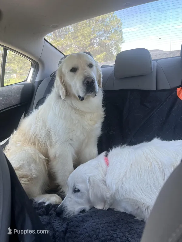 Winston - CHIC, a male Golden Retriever and English Cream Golden Retriever for sale in Calhan, CO – Photo 1 of 9