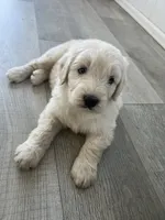 Frankenstein, a male Poodle - Standard  and Golden Mountain Dog for sale in Calhan, CO – 3 of 4