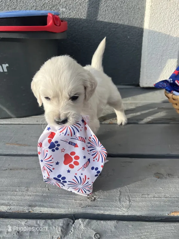 Blue Boy – English Cream Golden Retriever puppy for sale in Calhan, CO