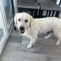 Pumpkin & Patch Coming Soon, a  English Cream Golden Retriever for sale in Calhan, CO – Photo 9 of 10