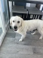 processed/7d6f99b0-51bc-41cf-b64a-e4b383602d74/listing/a215ef72-922b-4168-a565-87dc72a17f51/2bf90d1a-f412-4be3-b50e-9ac5651b2bf8