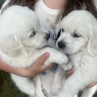Pumpkin & Patch Coming Soon, a  English Cream Golden Retriever for sale in Calhan, CO – Photo 7 of 10