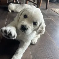 Pumpkin & Patch Coming Soon, a  English Cream Golden Retriever for sale in Calhan, CO – Photo 4 of 10