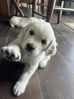 processed/7d6f99b0-51bc-41cf-b64a-e4b383602d74/listing/a215ef72-922b-4168-a565-87dc72a17f51/751e4244-4edc-4603-934b-75797153621a