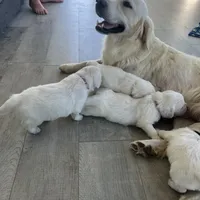 Pumpkin & Patch Coming Soon, a  English Cream Golden Retriever for sale in Calhan, CO – Photo 2 of 10