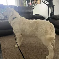 Pumpkin & Patch Coming Soon, a  English Cream Golden Retriever for sale in Calhan, CO – Photo 10 of 10