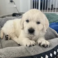 Pumpkin & Patch Coming Soon, a  English Cream Golden Retriever for sale in Calhan, CO – Photo 3 of 10