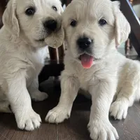 Pumpkin & Patch Coming Soon, a  English Cream Golden Retriever for sale in Calhan, CO – Photo 8 of 10