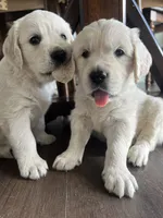 processed/7d6f99b0-51bc-41cf-b64a-e4b383602d74/listing/a215ef72-922b-4168-a565-87dc72a17f51/fdc9822c-269f-4f3c-9546-c0827c4093d7