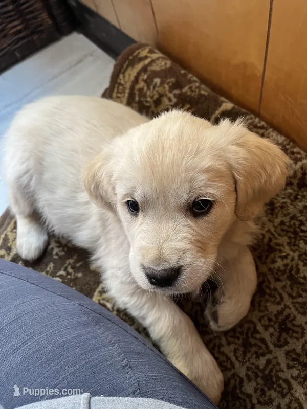 Bobby Boucher, a male Golden Retriever for sale in Calhan, CO – Photo 1 of 4