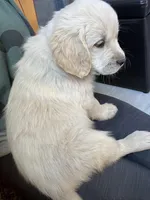 Bobby Boucher, a male Golden Retriever for sale in Calhan, CO – Photo 3 of 4