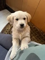 Bobby Boucher, a male Golden Retriever for sale in Calhan, CO – Photo 2 of 4