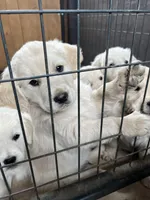 Bobby Boucher, a male Golden Retriever for sale in Calhan, CO – Photo 4 of 4
