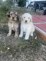 Medusa , a female Poodle - Standard  and Golden Mountain Dog for sale in Calhan, CO – 3 of 8