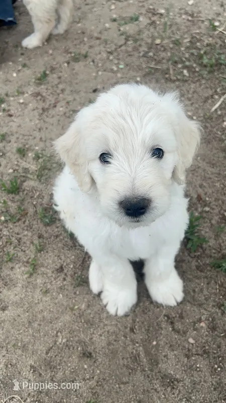 Jack – Goldendoodle puppy for sale in Calhan, CO