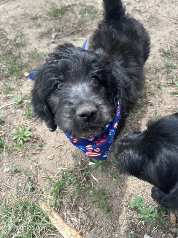 King – Goldendoodle puppy for sale in Calhan, CO