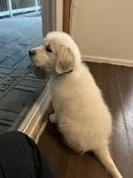 Penny, a female English Cream Golden Retriever for sale in Calhan, CO – Photo 3 of 3