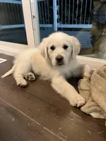 Penny, a female English Cream Golden Retriever for sale in Calhan, CO – Photo 1 of 3