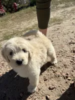 Mummy, a male Golden Mountain Doodle for sale in Calhan, CO – 3 of 7