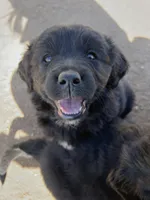 Boo, a female Bernese Mountain Dog and English Cream Golden Retriever for sale in Calhan, CO – Photo 1 of 7