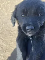 Boo, a female Bernese Mountain Dog and English Cream Golden Retriever for sale in Calhan, CO – Photo 2 of 7