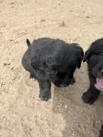 Boo, a female Bernese Mountain Dog and English Cream Golden Retriever for sale in Calhan, CO – Photo 7 of 7