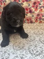 Boo, a female Bernese Mountain Dog and English Cream Golden Retriever for sale in Calhan, CO – Photo 4 of 7