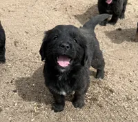 Boo, a female Bernese Mountain Dog and English Cream Golden Retriever for sale in Calhan, CO – Photo 3 of 7