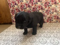 Boo, a female Bernese Mountain Dog and English Cream Golden Retriever for sale in Calhan, CO – Photo 6 of 7