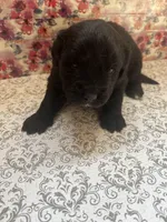 Boo, a female Bernese Mountain Dog and English Cream Golden Retriever for sale in Calhan, CO – Photo 5 of 7