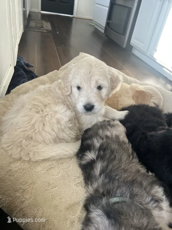 Club – Goldendoodle puppy for sale in Calhan, CO