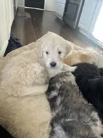 Club, a female Goldendoodle for sale in Calhan, CO – 1 of 1