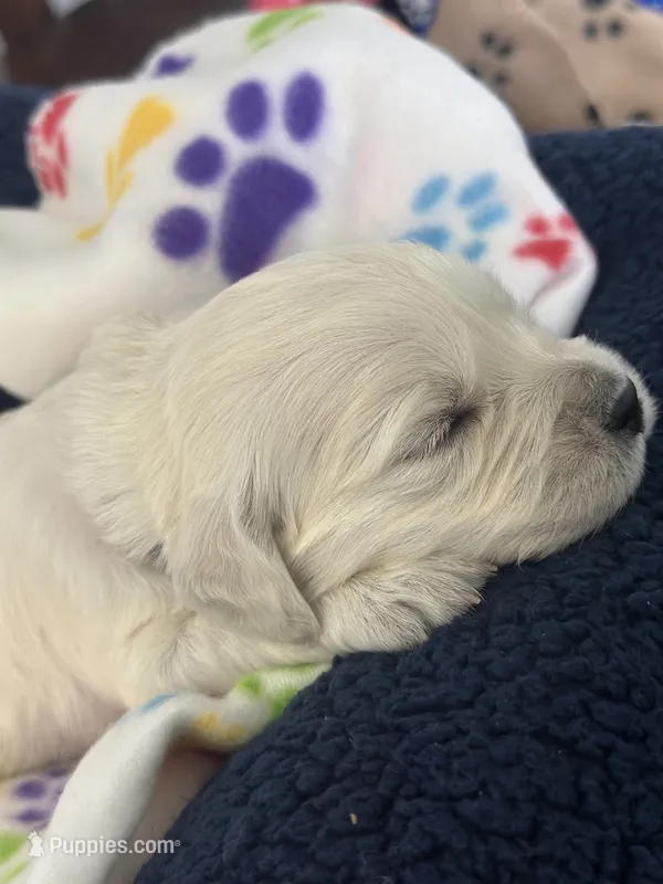 Purple  – English Cream Golden Retriever puppy for sale in Calhan, CO