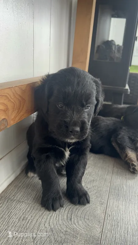 Frank – Bernese Mountain Dog, Golden Retriever puppy for sale in Calhan, CO