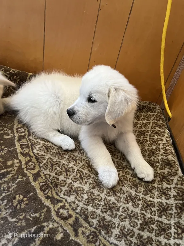 Kristoff, a male English Cream Golden Retriever for sale in Calhan, CO – Photo 1 of 4