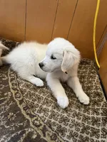 Kristoff, a male English Cream Golden Retriever for sale in Calhan, CO – Photo 1 of 4