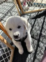 Kristoff, a male English Cream Golden Retriever for sale in Calhan, CO – Photo 3 of 4