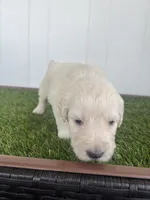 Frankenstein, a male Poodle - Standard  and Golden Mountain Dog for sale in Calhan, CO – 4 of 4